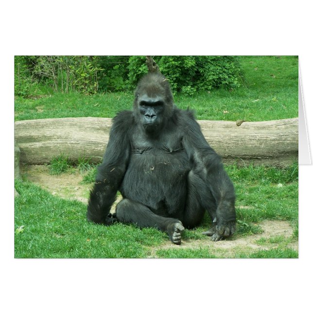 Grumpy Lowland Gorilla (Anverso (Horizontal))
