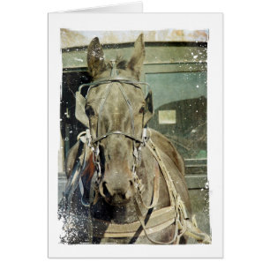Grunge Amish Buggy Horse