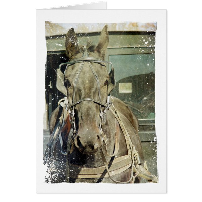 Grunge Amish Buggy Horse (Frente)