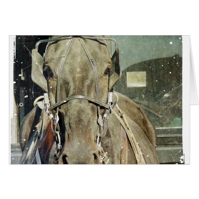 Grunge Amish Buggy Horse (Anverso (Horizontal))