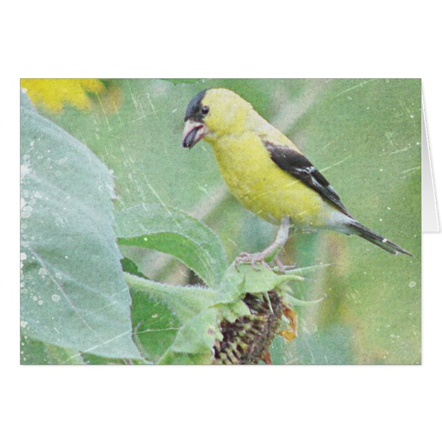 Grunge del Goldfinch (Anverso (Horizontal))