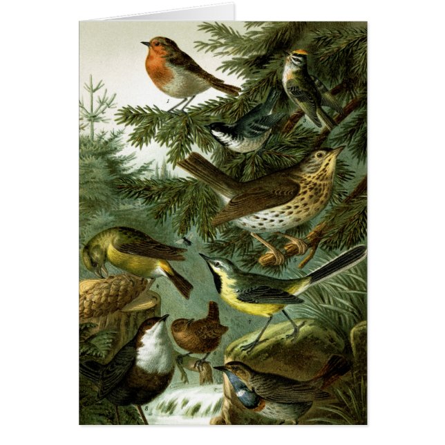 Grupo 3 del pájaro (Frente)