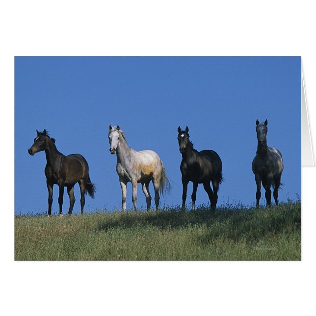 Grupo de árabes (Anverso (Horizontal))