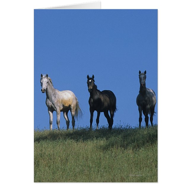 Grupo de árabes (Frente)