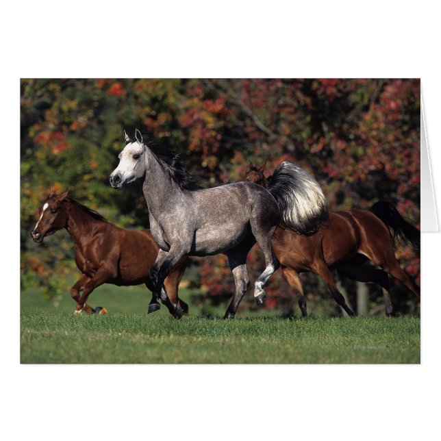 Grupo de caballos árabes en carrera (Anverso (Horizontal))