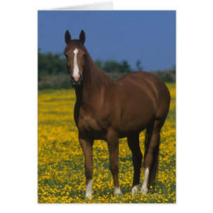 Grupo de caballos excelentes