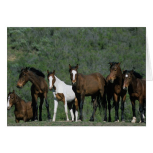 Grupo de Caballos Mustang Silvestres