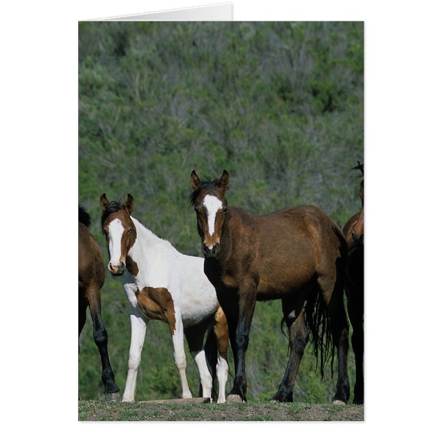 Grupo de Caballos Mustang Silvestres (Frente)
