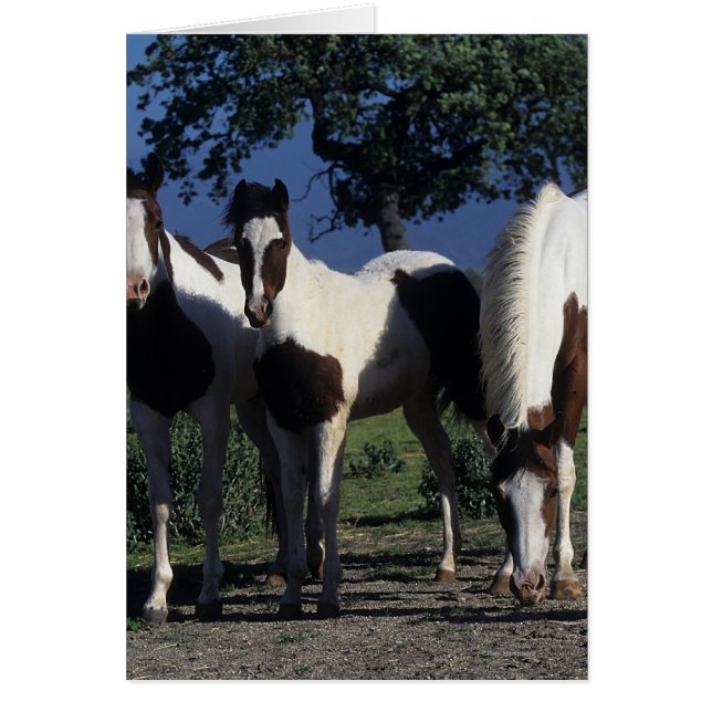 Grupo de Caballos Pintados (Frente)