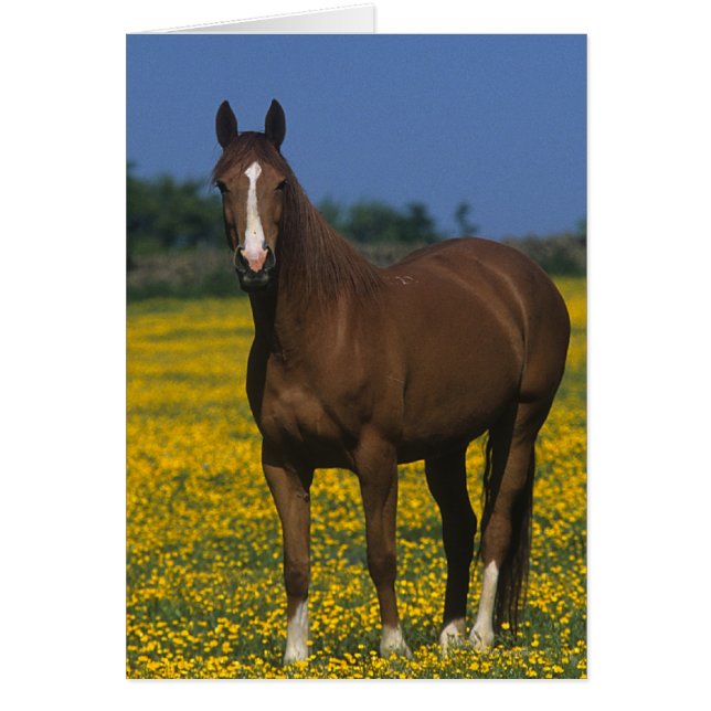Grupo de caballos toscados (Frente)