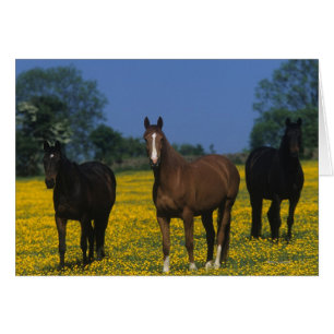 Grupo de caballos toscados