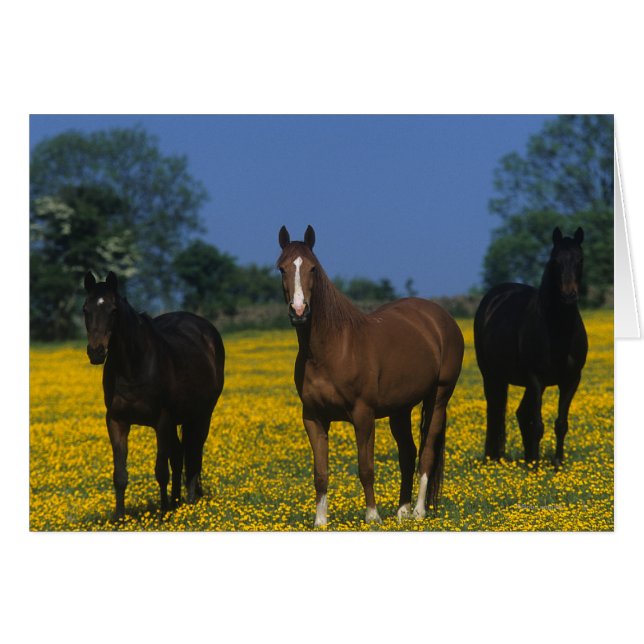 Grupo de caballos toscados (Anverso (Horizontal))