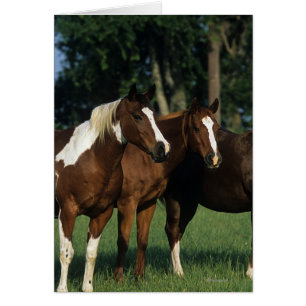 Grupo de colocación de los caballos de la pintura