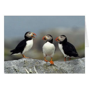 Grupo de frailecillos del Atlántico