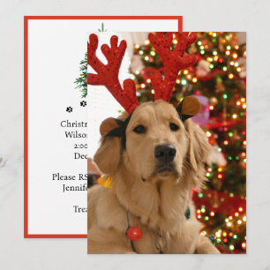 Grupo de juego de Navidad para perros amigos pelud