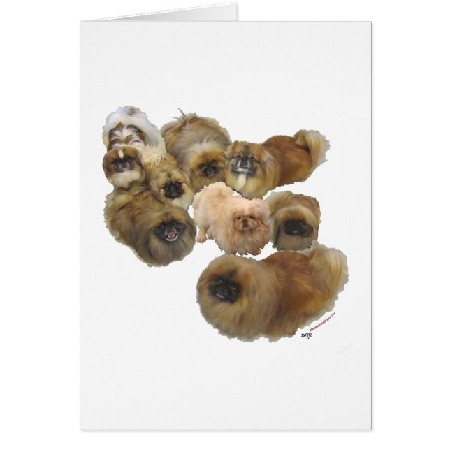 Grupo de Pekineses (Frente)