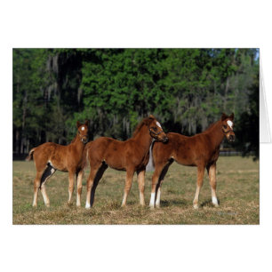 Grupo de potros excelentes