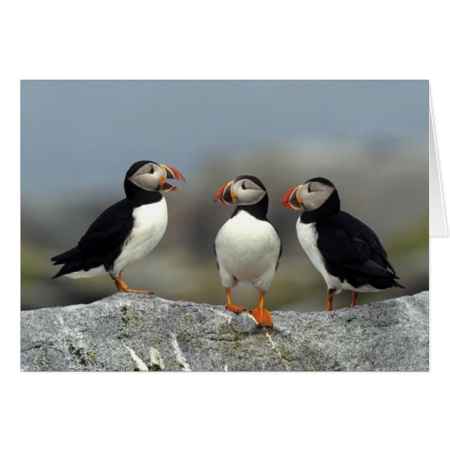 Grupo de Puffin del Atlántico (Anverso (Horizontal))