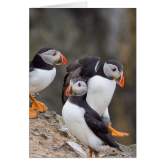 Grupo de Puffins