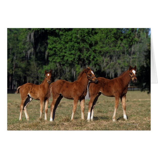 Grupo de Tengados (Anverso (Horizontal))