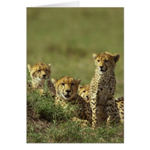 Grupo juvenil de Cheetah
