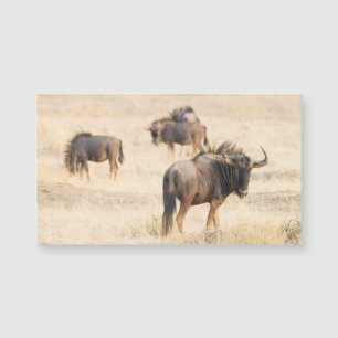 Grupo Wildebeest