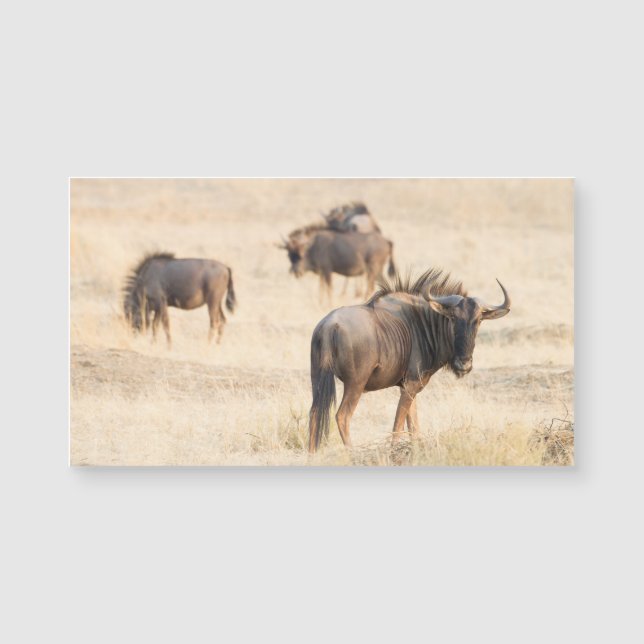 Grupo Wildebeest (Anverso)