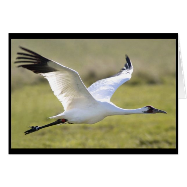 Grus americana (Grus americana) (Anverso (Horizontal))