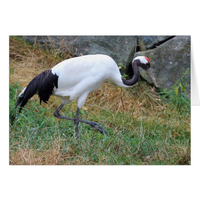 Grus japonensis (Anverso (Horizontal))