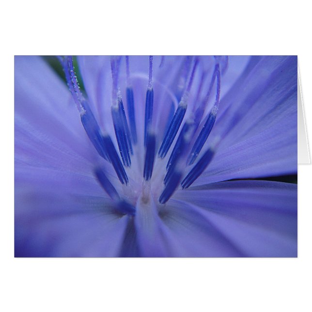 Grusskarte blaue Blütenmitte (Anverso (Horizontal))