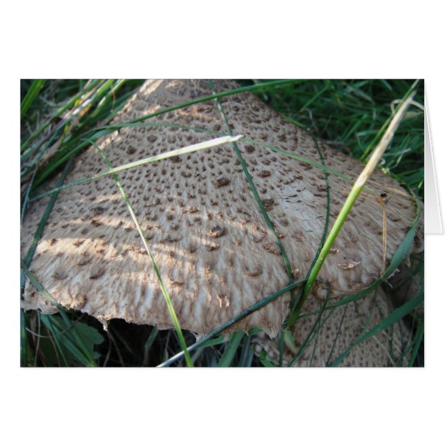 Grusskarte gemusterter Pilzhut (Anverso (Horizontal))