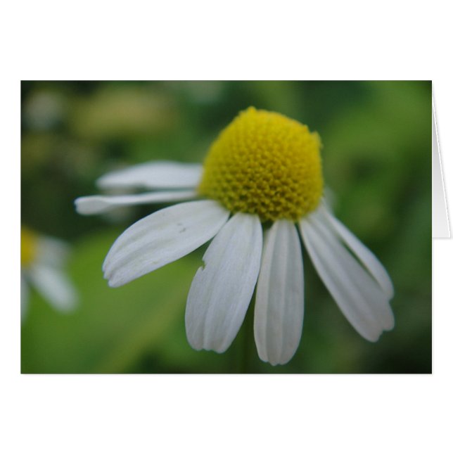 Grusskarte Kamillenblüte, blanko (Anverso (Horizontal))