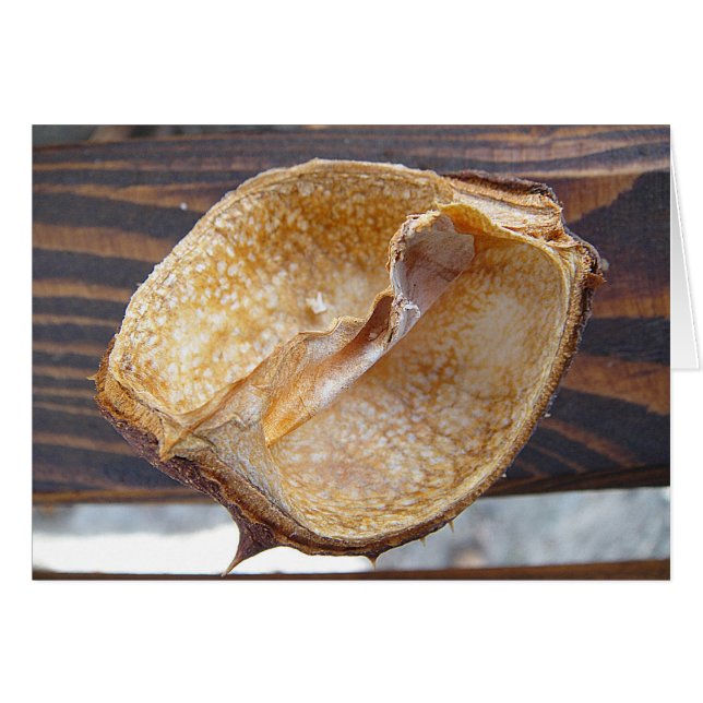 Grusskarte Kastanienschale, blanko (Anverso (Horizontal))