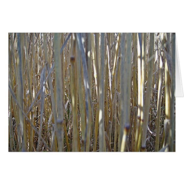 Grusskarte Kornstengel, blanko, gestaltbar (Anverso (Horizontal))