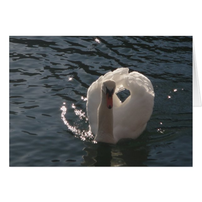 Grusskarte romantischer weisser Schwan (Anverso (Horizontal))