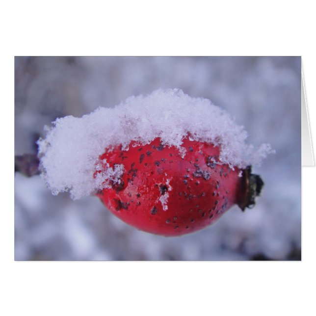Grusskarte verschneite Hagebutte, blanko (Anverso (Horizontal))