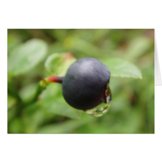Grusskarte Waldheidelbeere mit Wassertropfen (Anverso (Horizontal))
