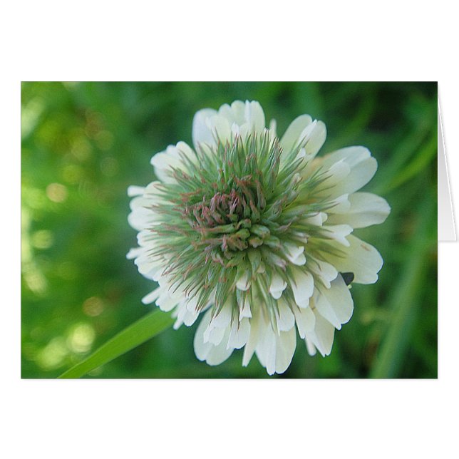 Grusskarte weisse Kleeblüte, blanko (Anverso (Horizontal))