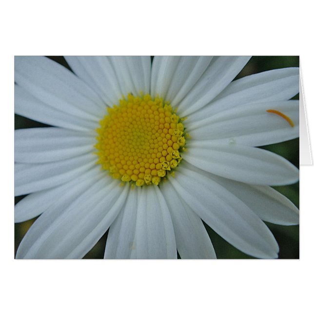 Grusskarte weisse Margerite, blanko (Anverso (Horizontal))