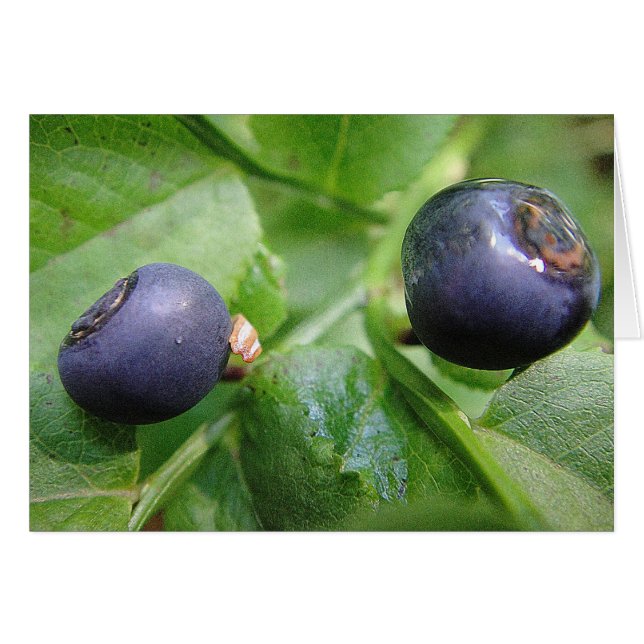 Grusskarte zwei Waldheidelbeeren, blanko (Anverso (Horizontal))