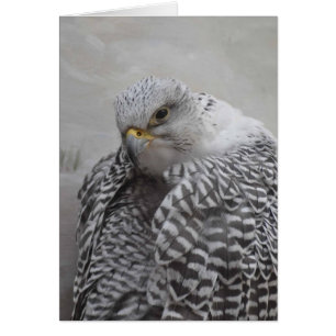 Gryfalcon - Tarjeta de Arte Frameable