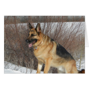 GSD en nieve de invierno