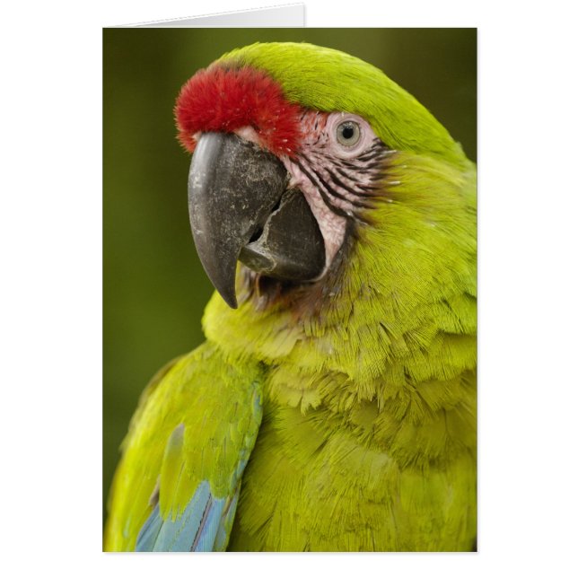 Guacamayo Militar (Frente)