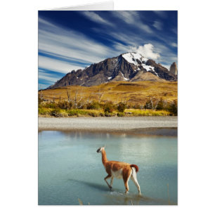 Guanaco cruzando el río Torres del Paine