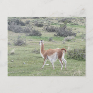 Guanaco Llama, Patagonia, Chile postal