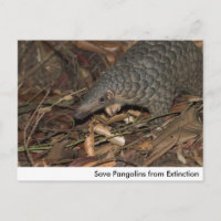 Guardar los pangolines de la postal de extinción