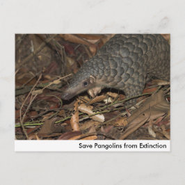 Guardar los pangolines de la postal de extinción
