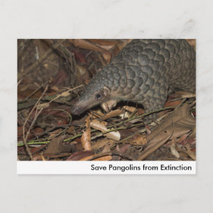 Guardar los pangolines de la postal de extinción