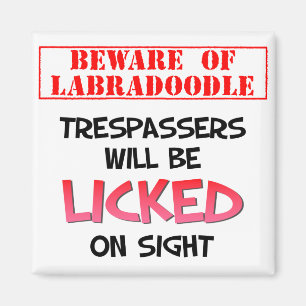Guárdese de lamer el imán (blanco) de Labradoodl