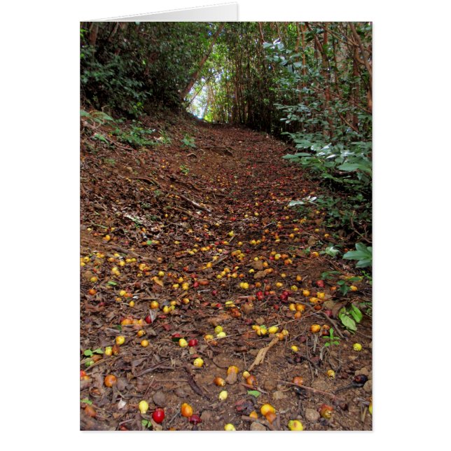 Guavas rojas y amarillas caídas en el camino (Frente)